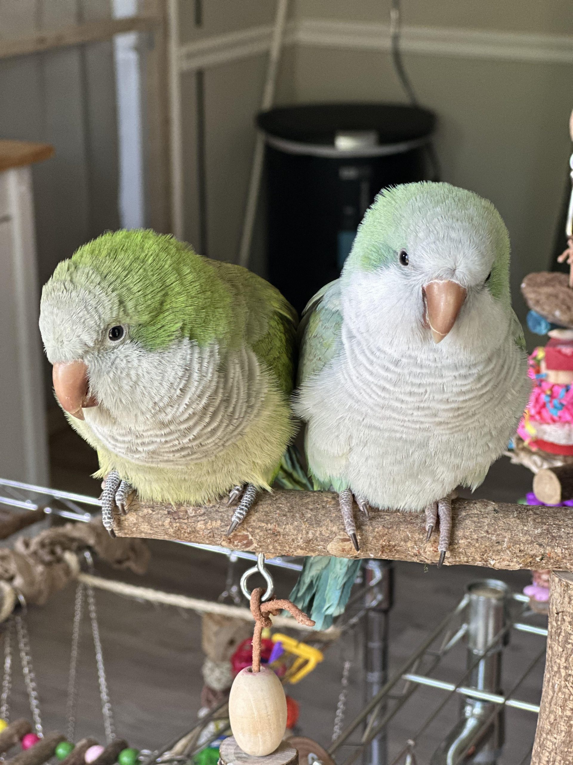 How Do Quakers Survive Cold Weather: Essential Survival Tips