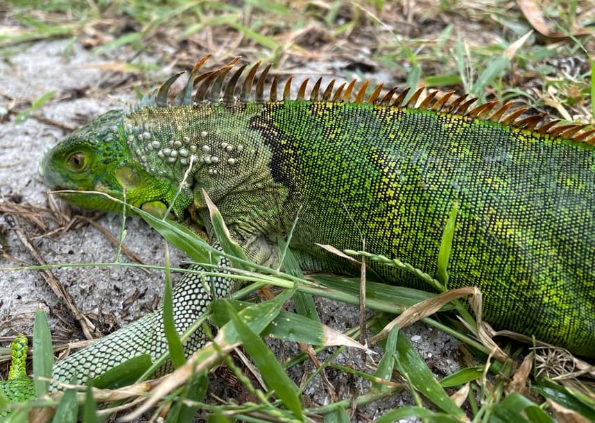 How Do Reptiles Survive Cold Weather