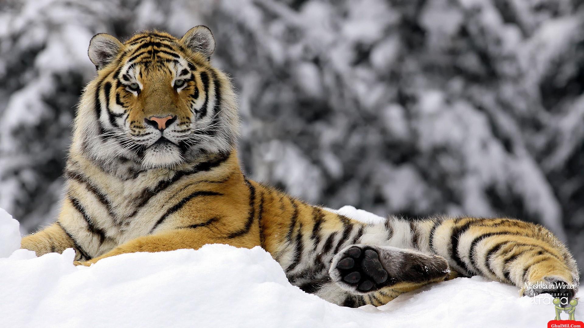 How Do Siberian Tigers Survive in Cold Weather