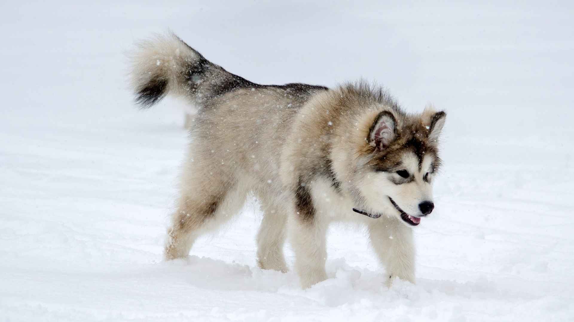 How Do Sled Dogs Survive in Sub 0 Weather: Ultimate Survival Secrets