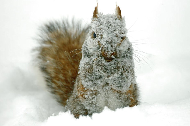 How Do Squirrels Survive Cold Weather: Secrets to Their Survival