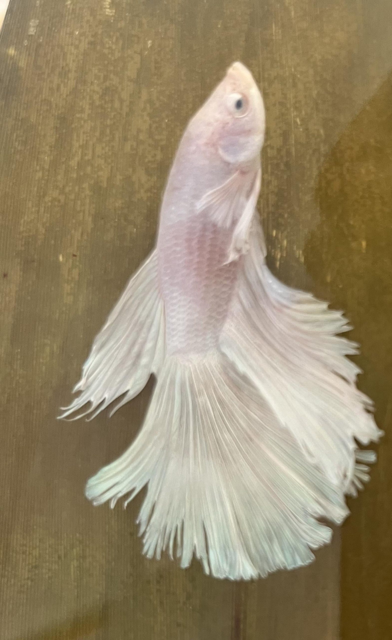 How Long Can a Betta Survive Out of Water: Shocking Truth Revealed