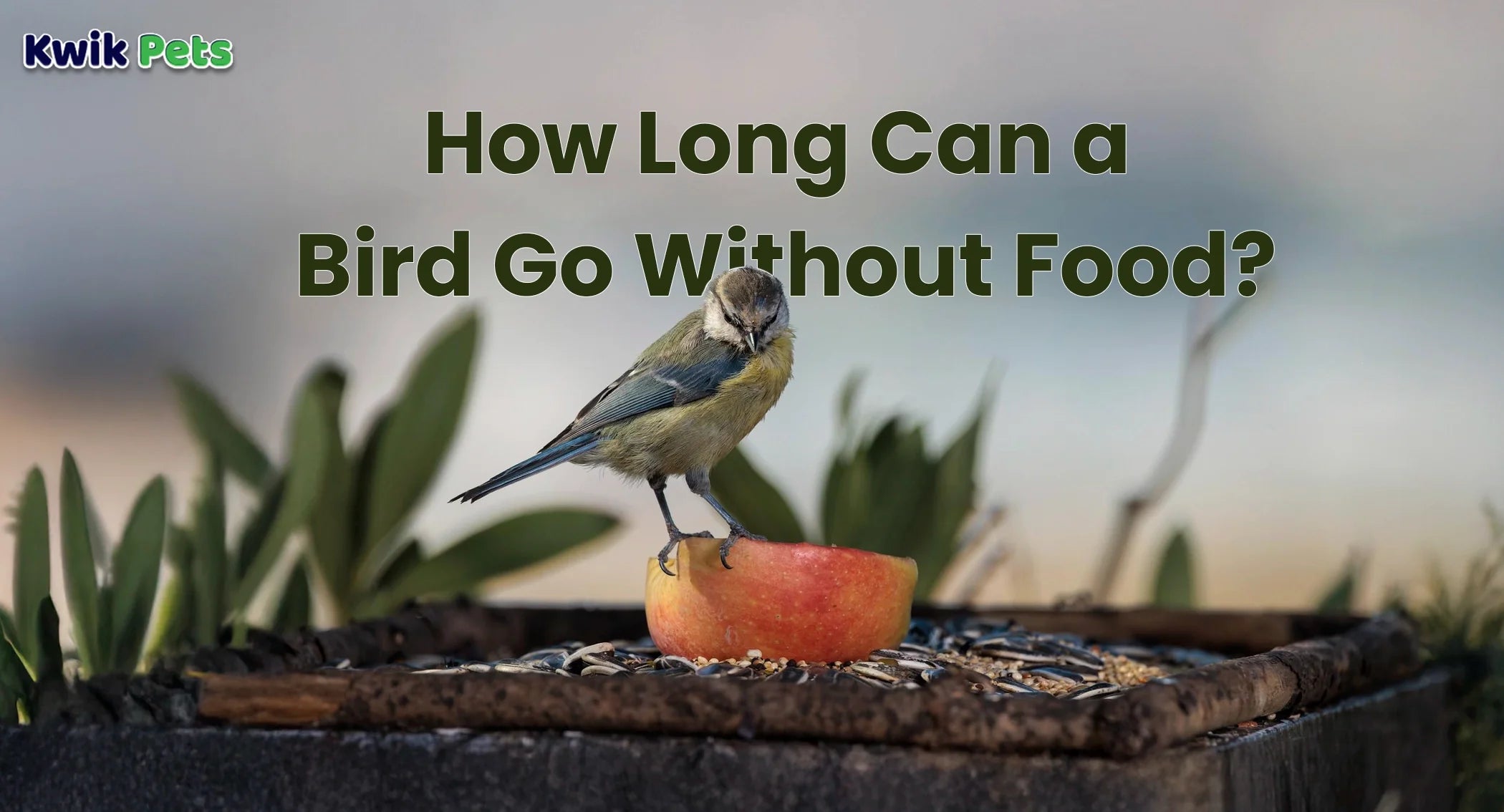 How Long Can a Bird Survive Without Water