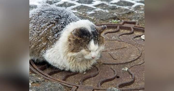 How Long Can a Cat Survive Outside in Cold Weather