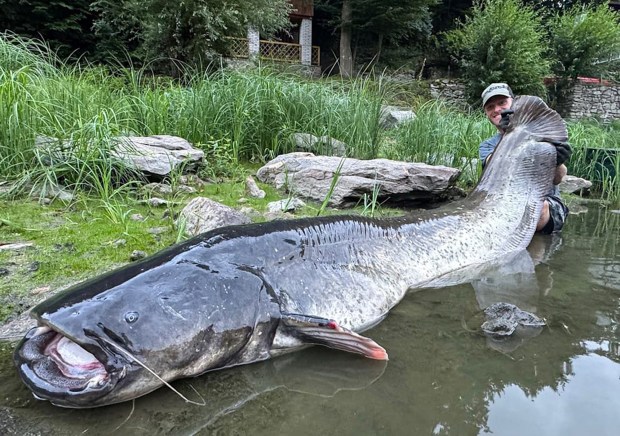 How Long Can a Catfish Survive Out of Water: Surprising Facts Revealed