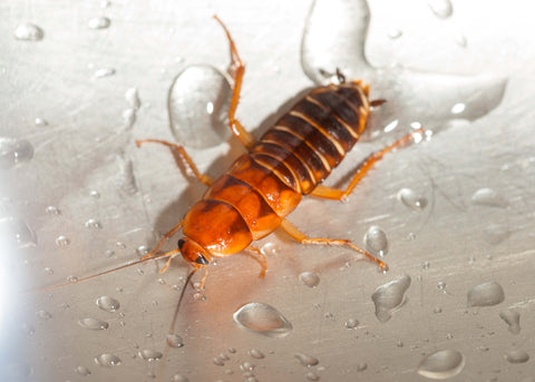 How Long Can a Cockroach Survive Without Water: Shocking Facts Revealed
