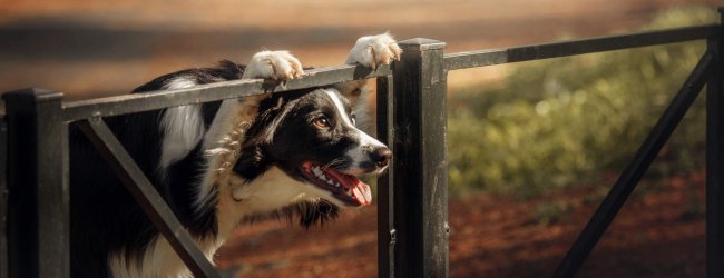 How Long Can a Dog Survive 28 Degree Weather: Essential Safety Tips