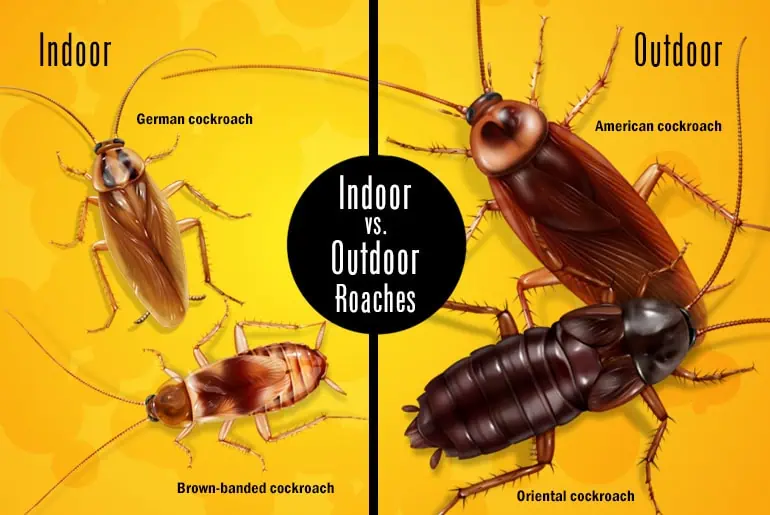 How Long Can a Roach Survive Without Water: Shocking Truth Revealed
