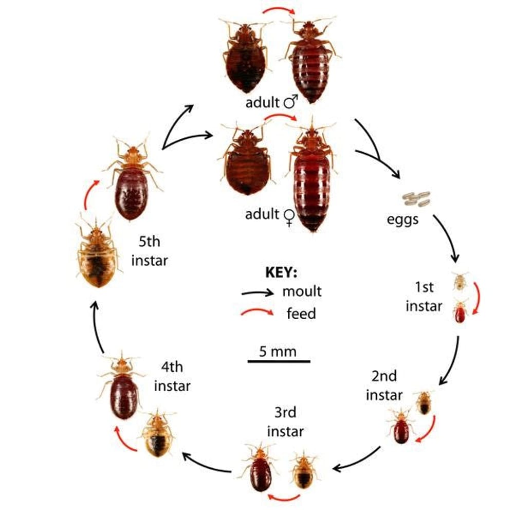How Long Can Bed Bugs Survive on Clothes
