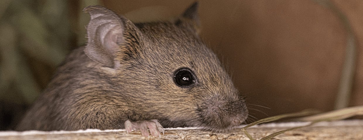 How Long Can Mice Survive Without Water