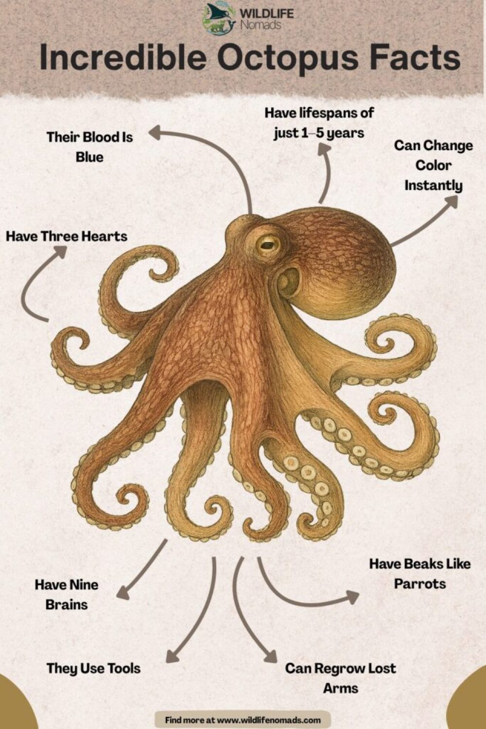 How Long Can Octopus Survive Out of Water: Surprising Facts Revealed