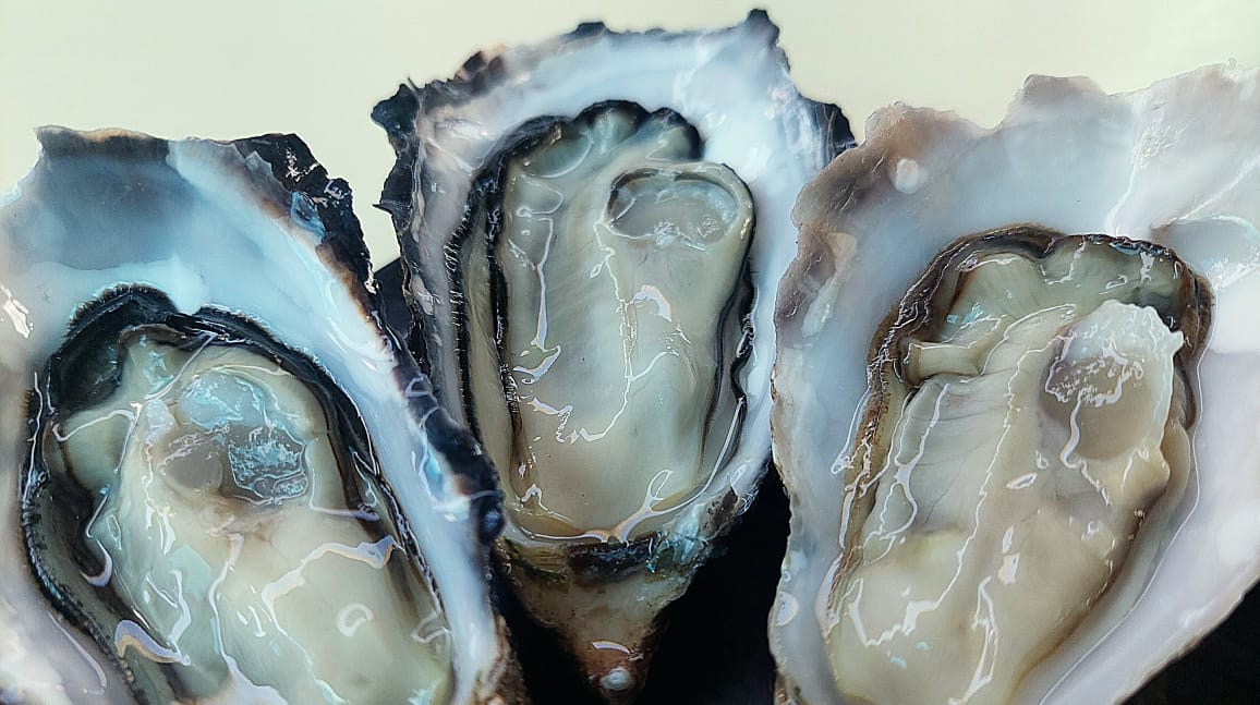 How Long Can Oysters Survive Out of Water: Essential Survival Facts