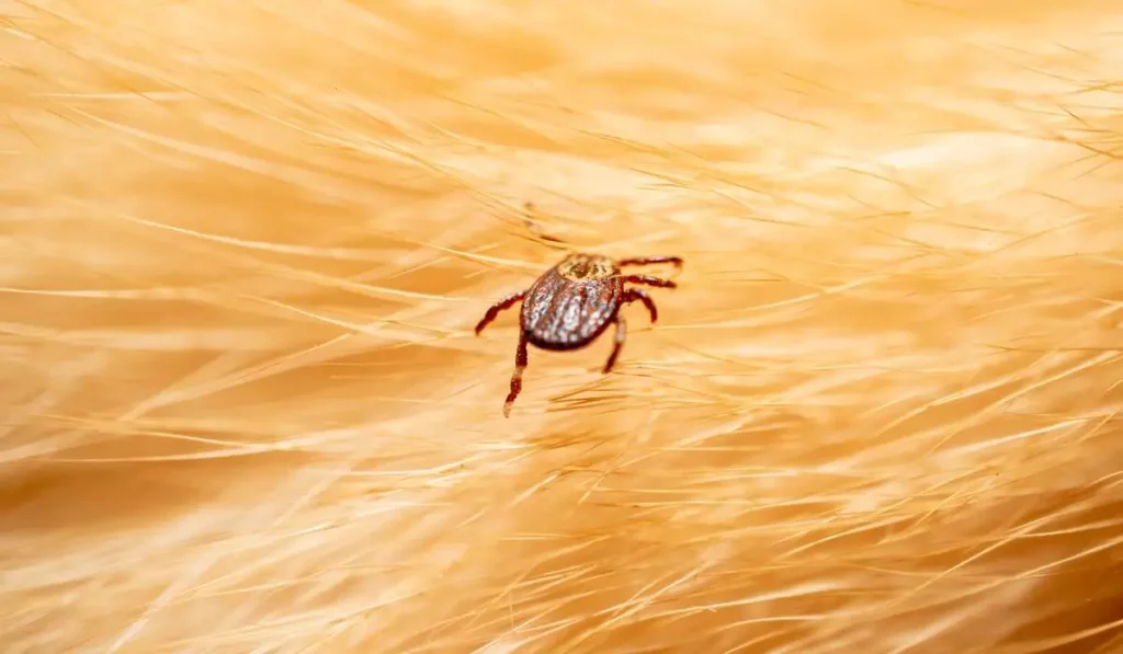 How Long Can Ticks Survive on Clothes