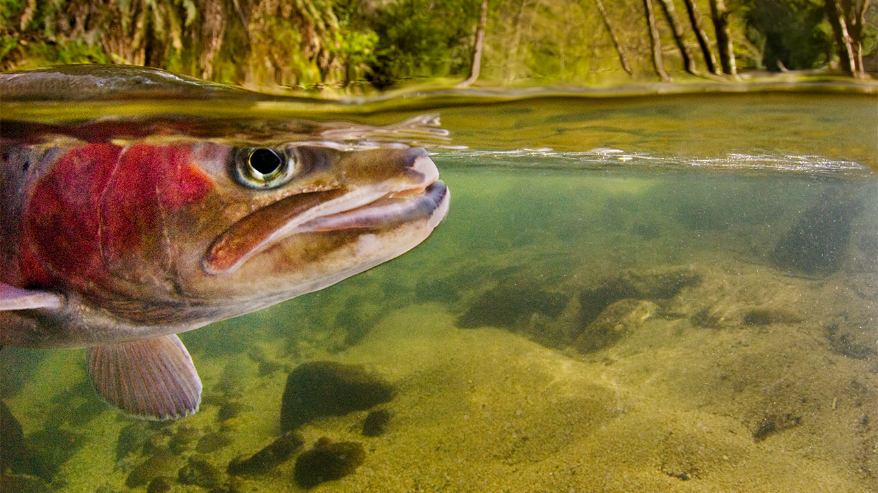 How Long Can Trout Survive Out of Water