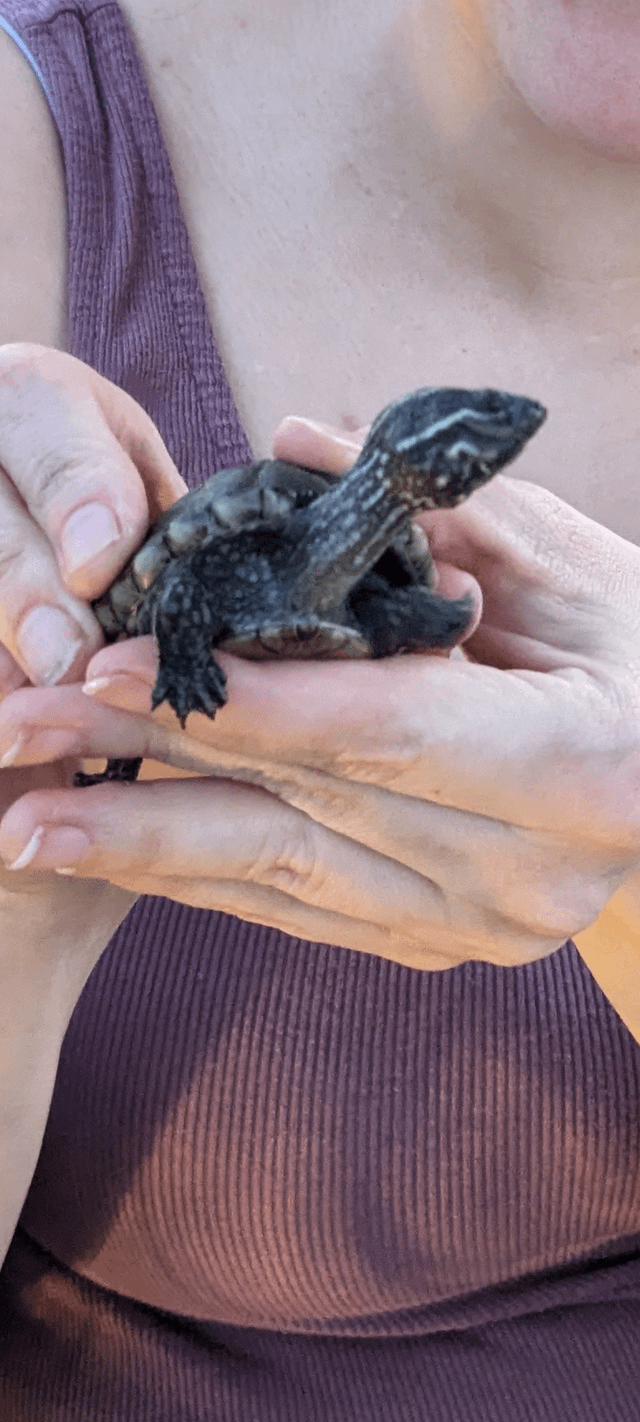 How Long Can Turtles Survive Without Water