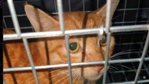 How Long to Cats Survive in a Kill Shelter