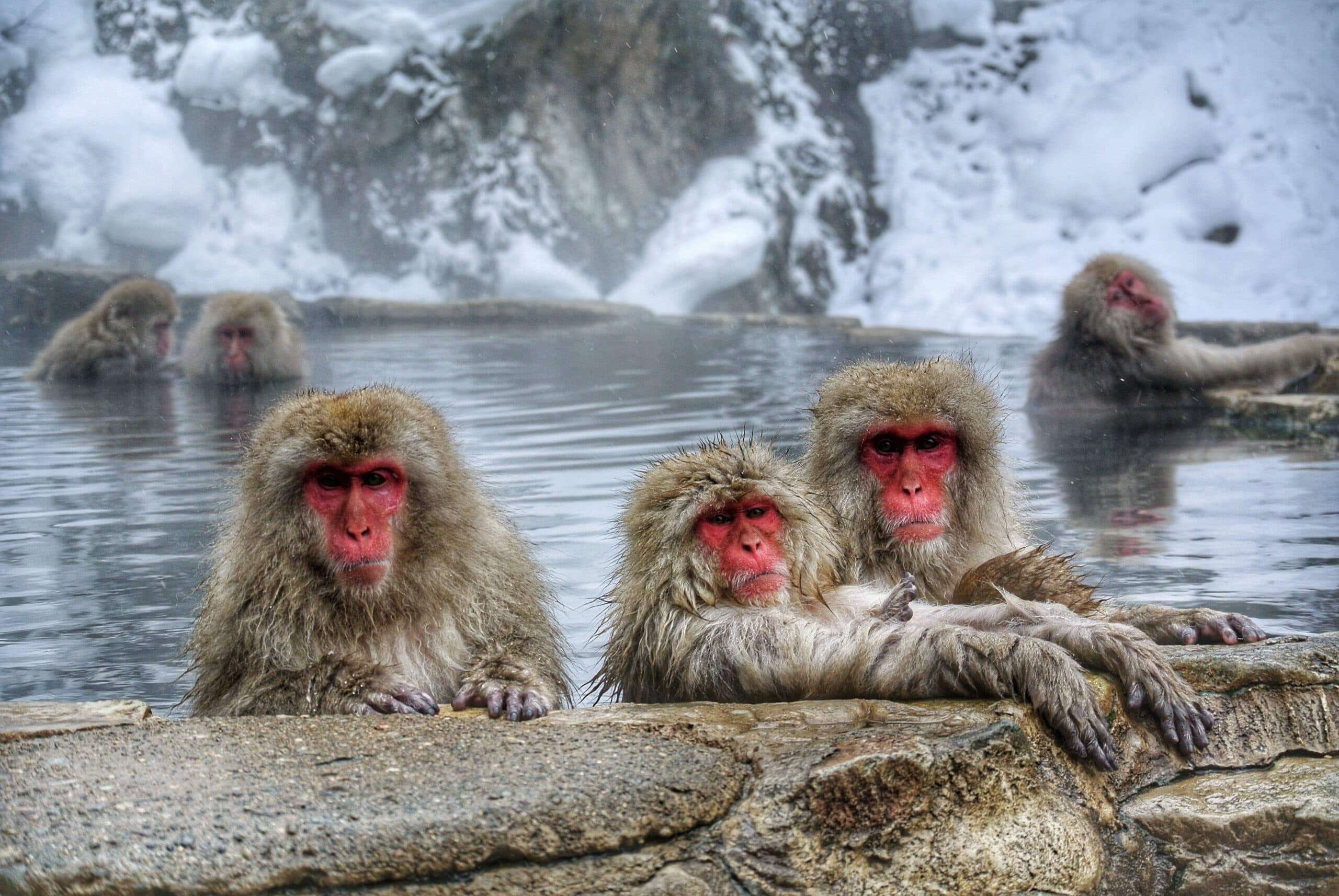 How Monkeys Survive in Cold Weather