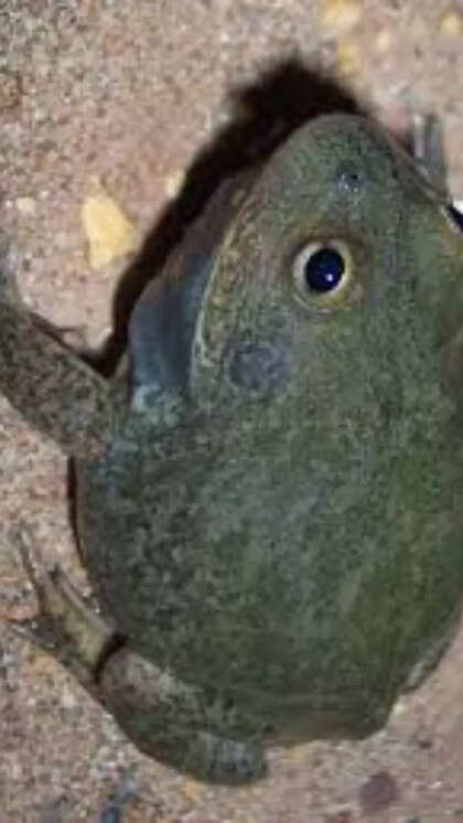 What Animal Can Survive Without Water