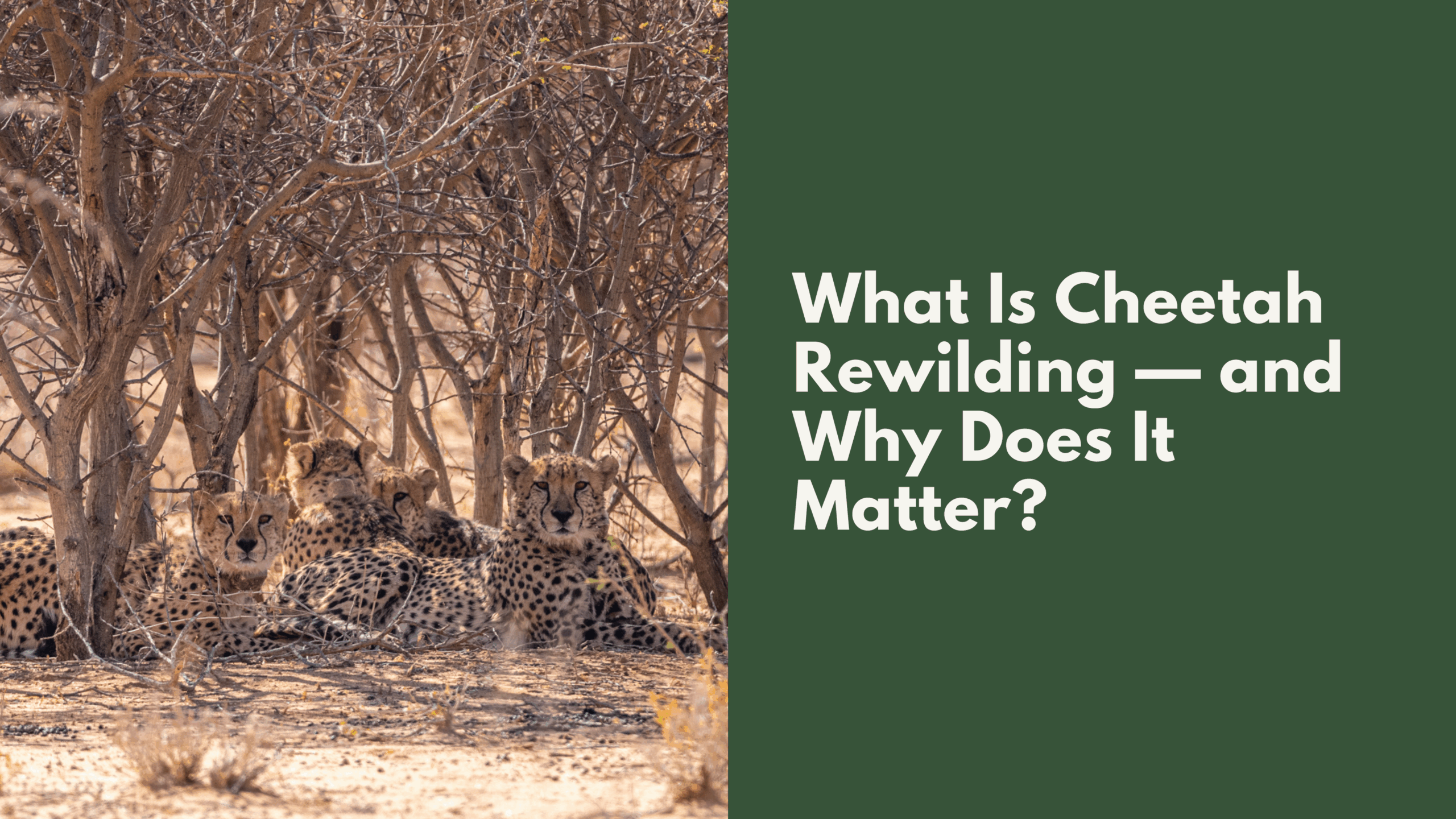 What Do Cheetah’s Need to Survive Shelter: Essential Factors