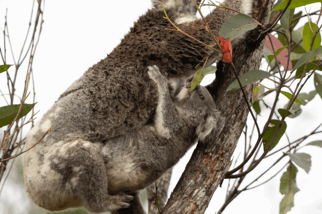 What Do Koalas Need to Survive: Essentials for Life