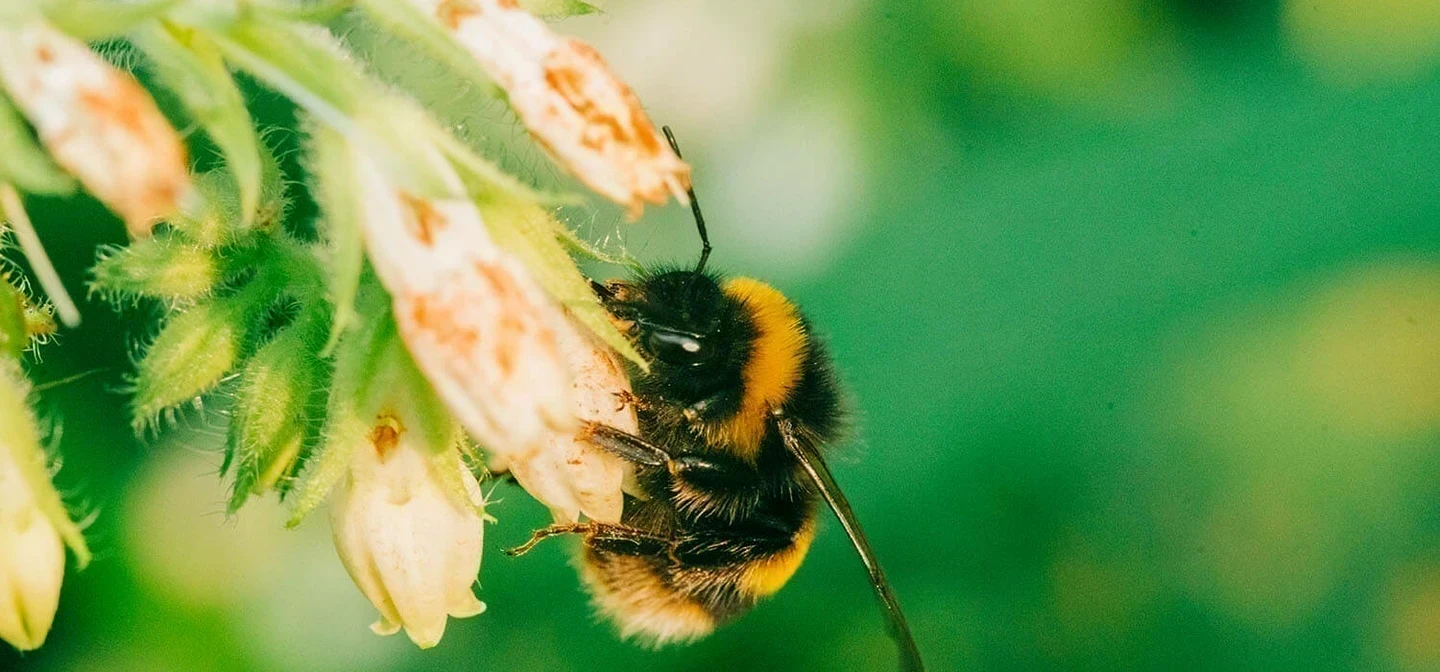 What Does a Bumblebee Shelter Need to Survive: Essential Guide