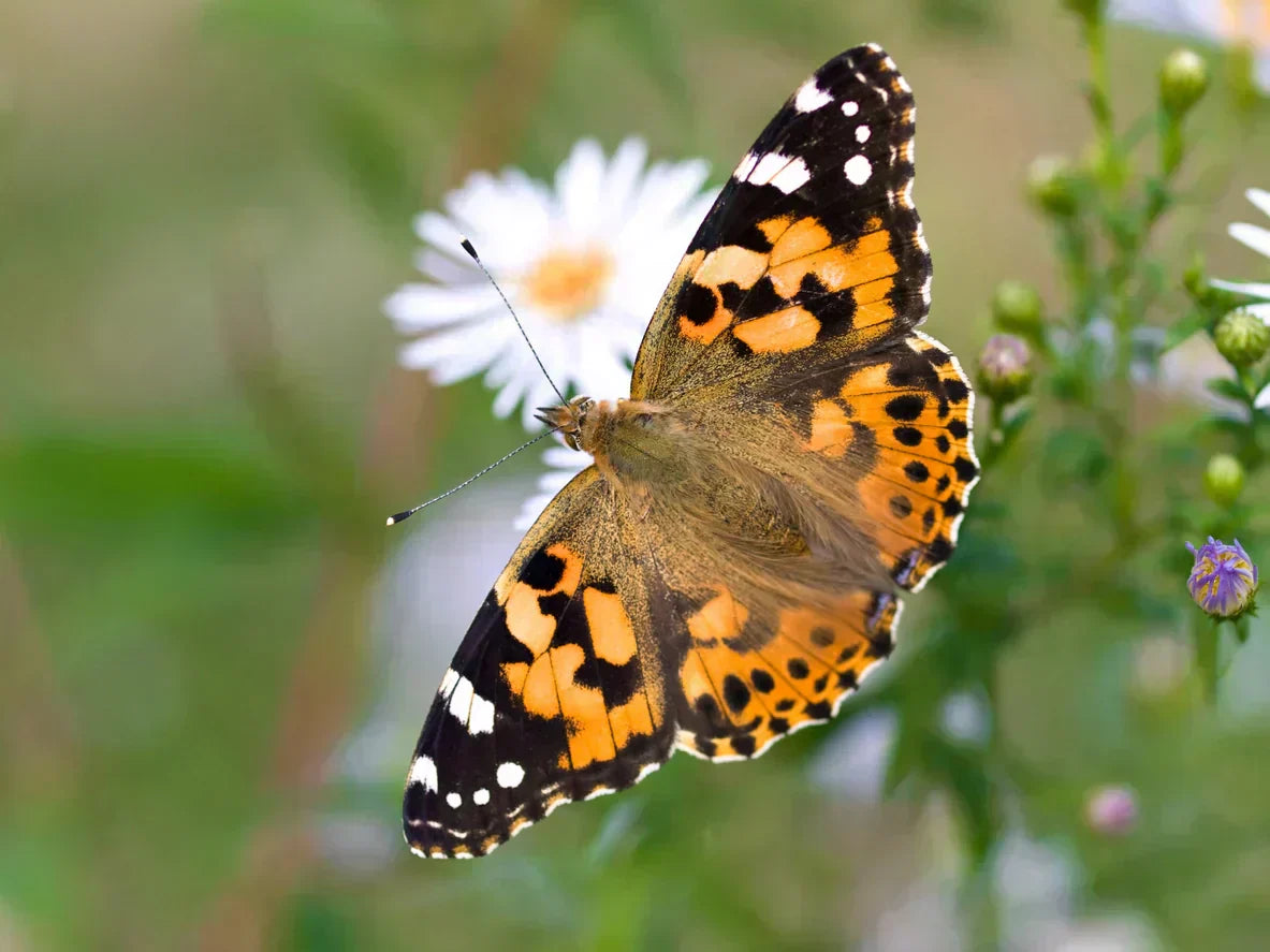 What is the Painted Lady Butterfly’S Food Source After Emerging: Essential Guide