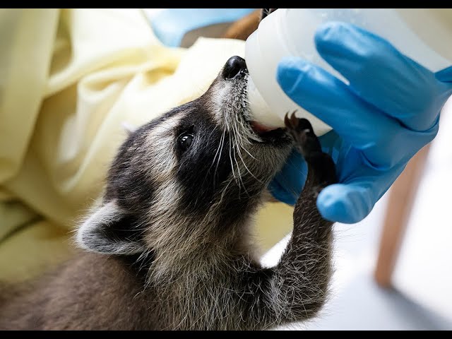 What Percentage of Raccoon Kits Survive