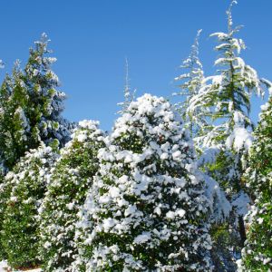 What Trees Can Survive Cold Weather