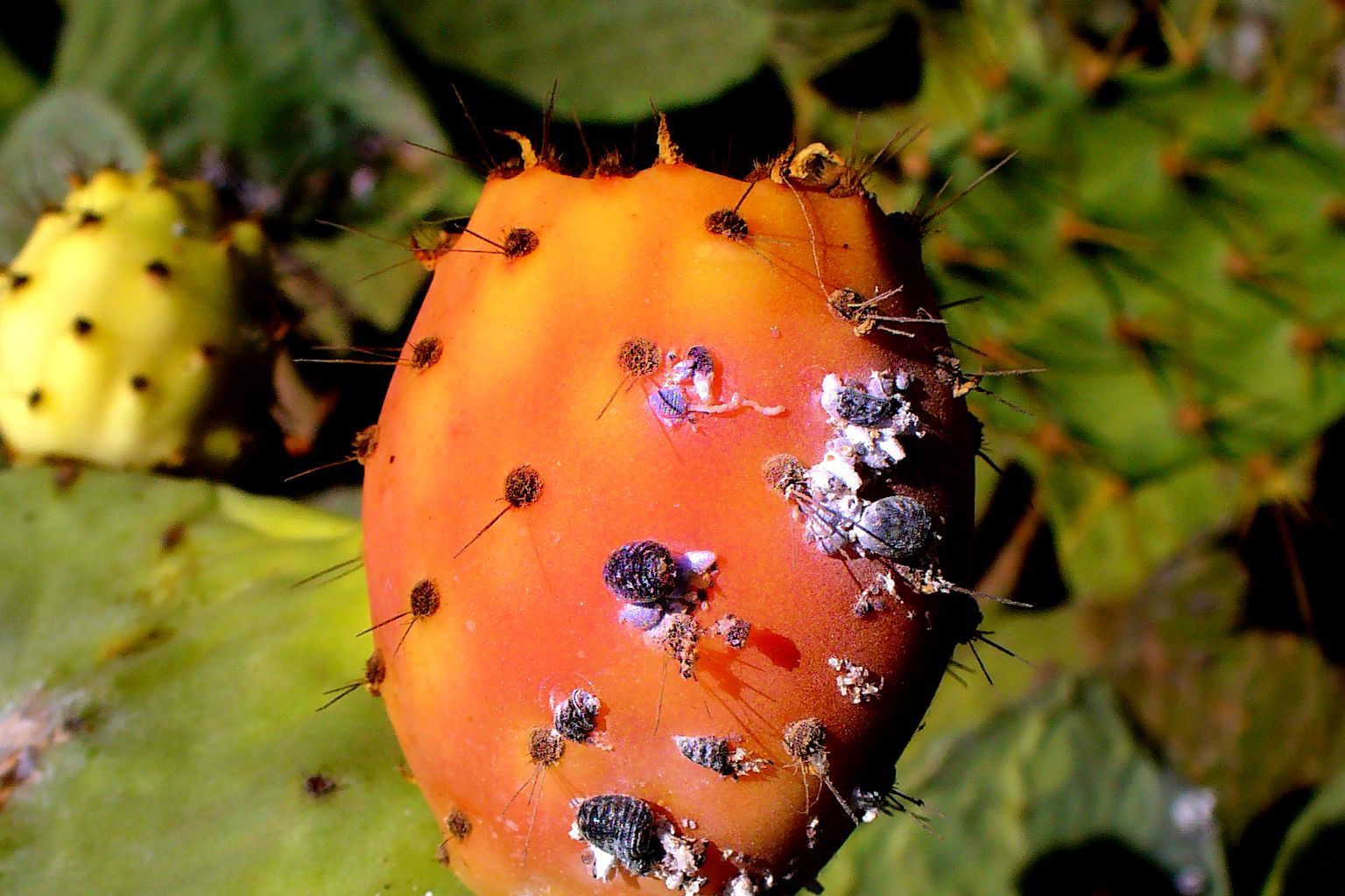 Which Food Coloring Emerged First: Unveiling the Colorful Origins