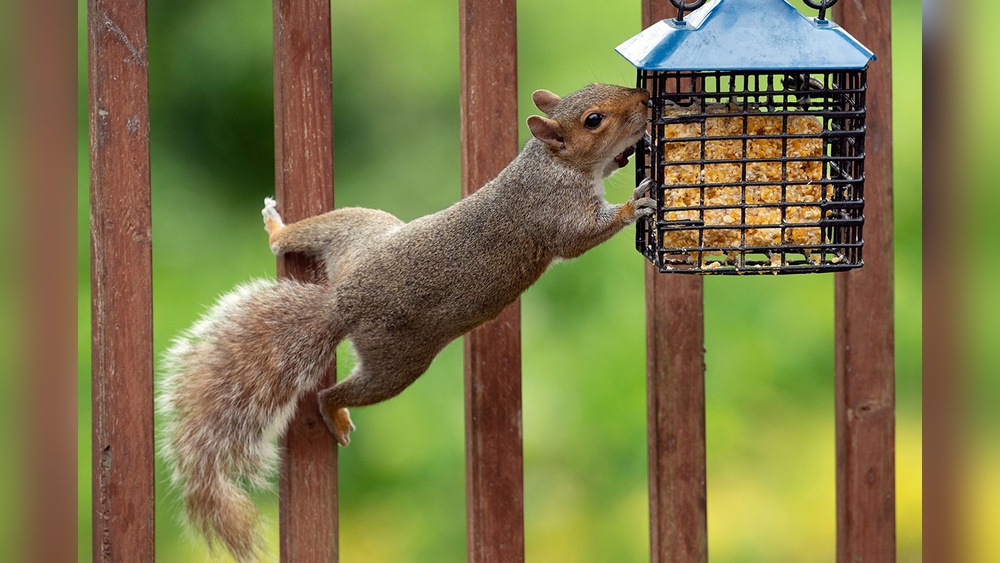 Can You Catch Birds in Metal Gear Survive: Ultimate Guide Revealed