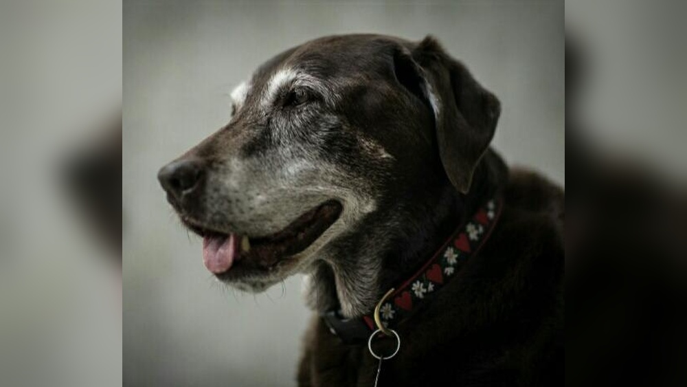 How Much Did Metal Gear Survive Make: Shocking Sales Revealed