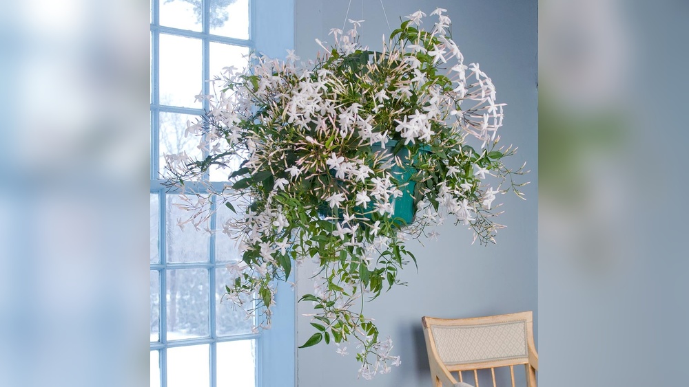 How to Get a Hanging Pot Metal Gear Survive: Ultimate Guide